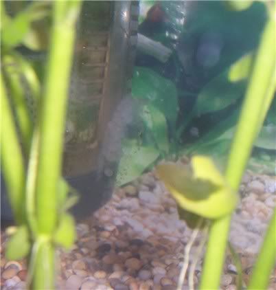 eggs0810.jpg