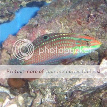 wrasse2060805.jpg