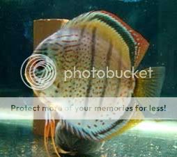 Symphysodon_aequifasciatusBlueWild2.jpg