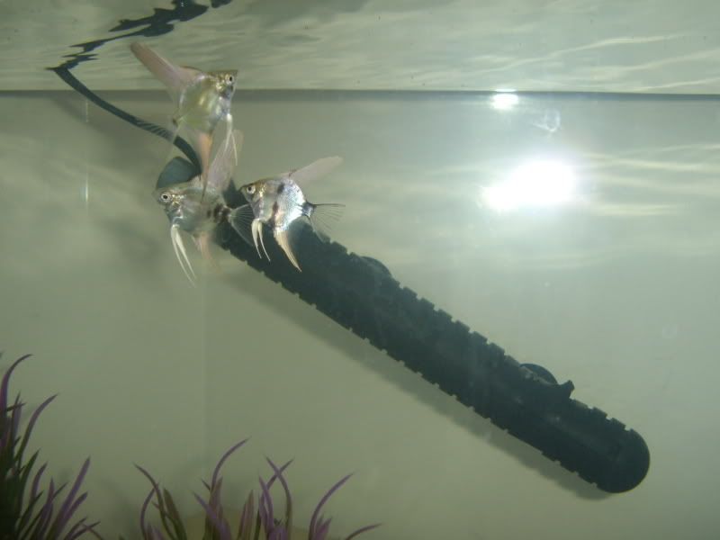 STA42539.jpg
