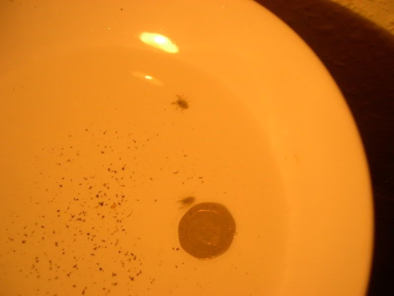2-aegla-near-coin-1.jpg