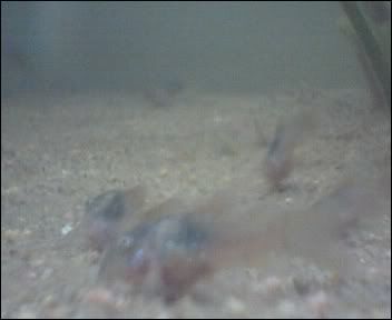 Cam00002-2.jpg