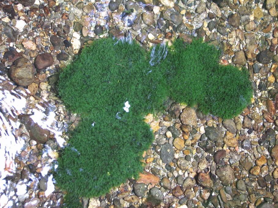 mossinthewater.jpg