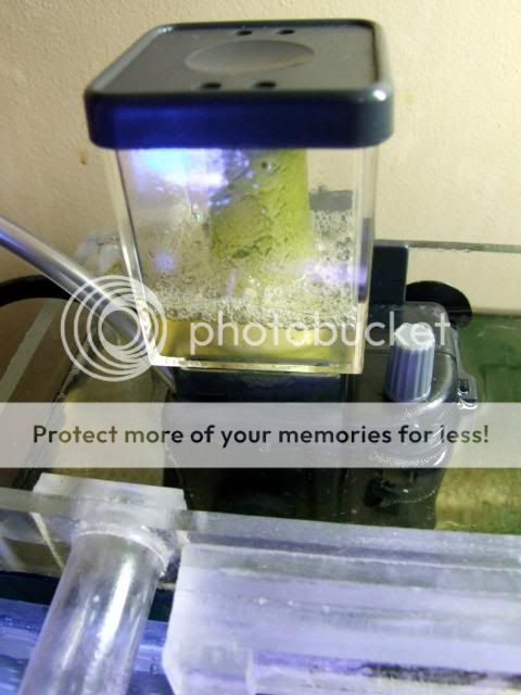 2009_0416reefnano0027a.jpg