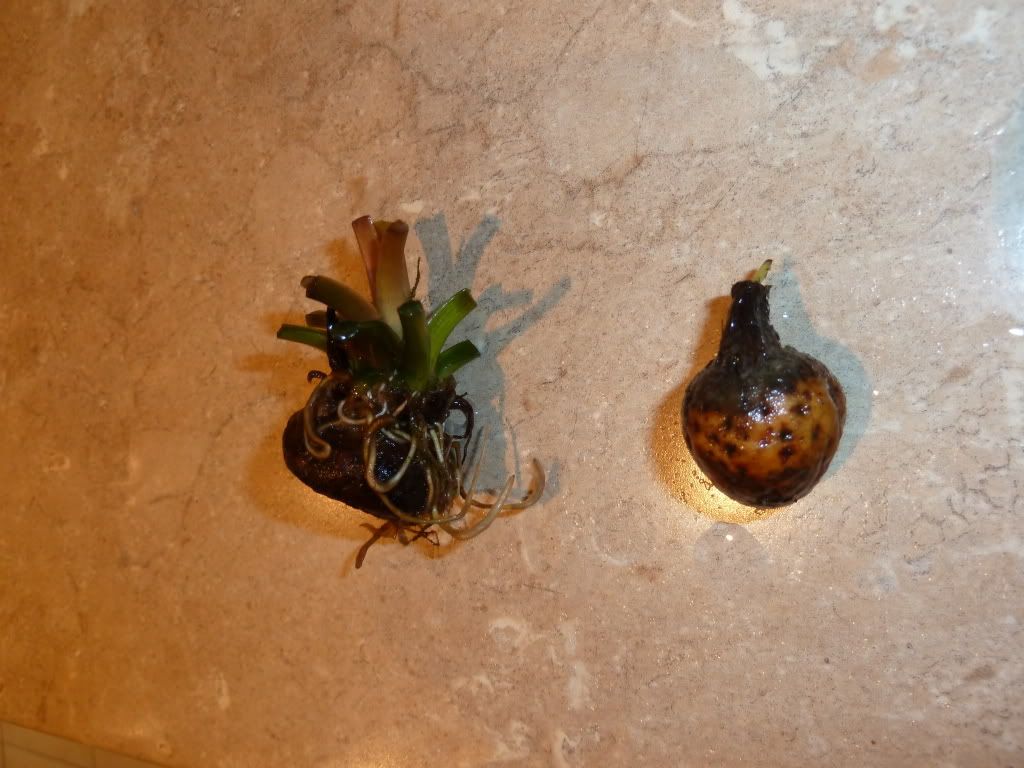 P1000825.jpg