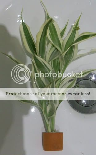 plant2.jpg