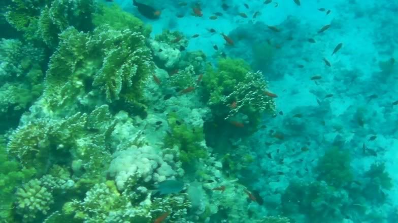 reef13.jpg