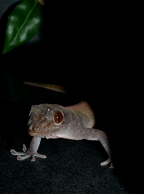 gecko1.jpg