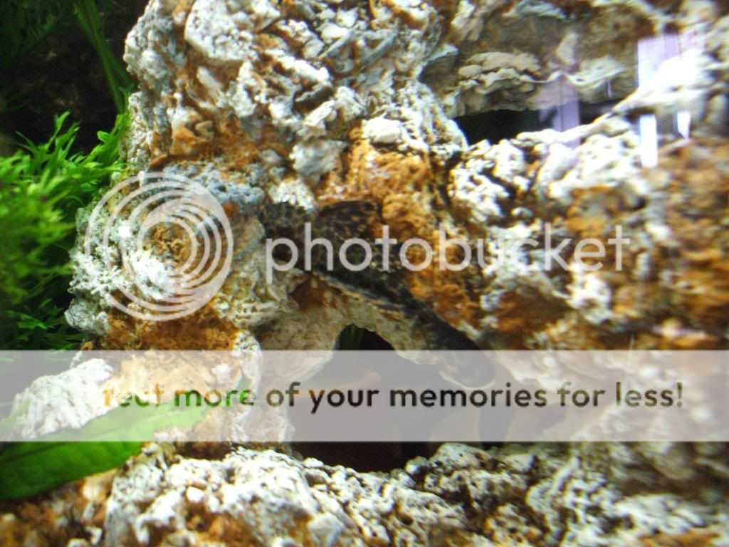 loach.jpg