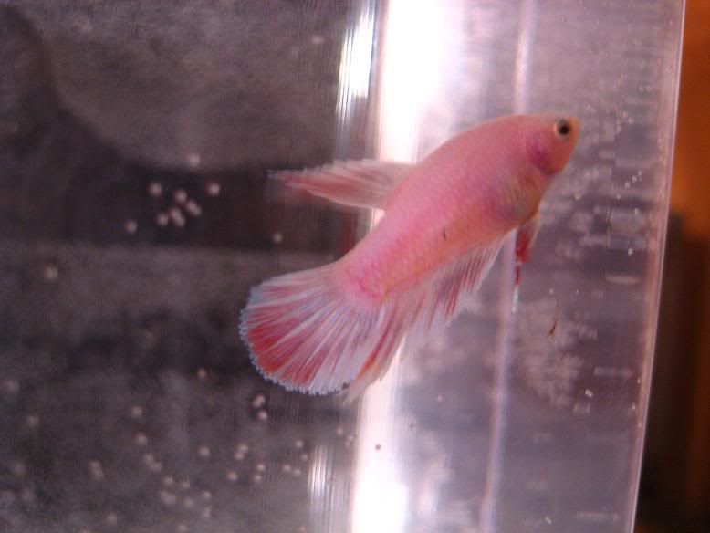 Fish489.jpg