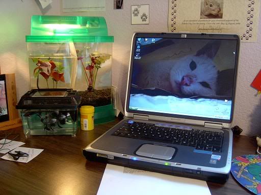 mydesk001.jpg