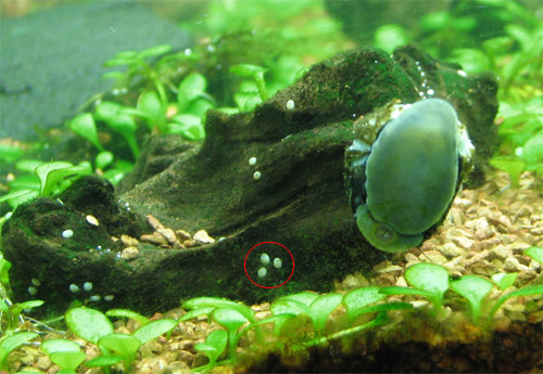 nerite-snail-wall.jpg
