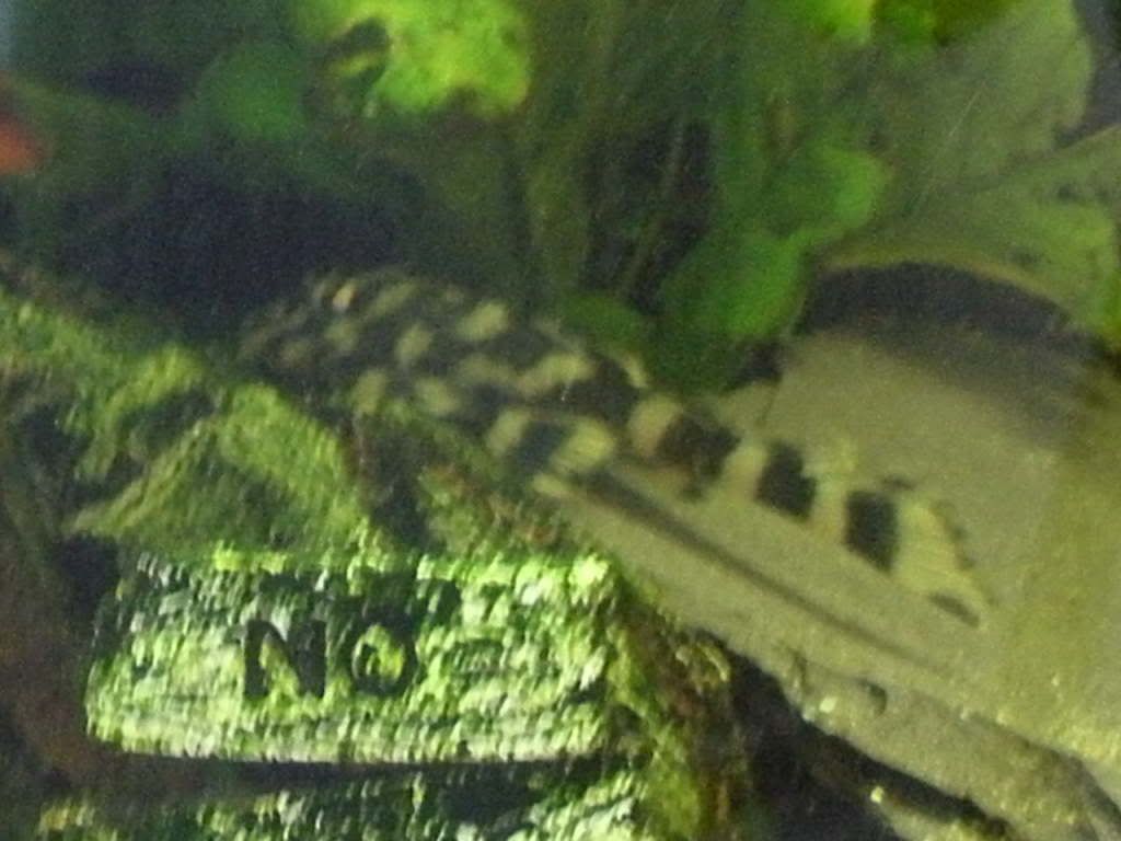 flounder.jpg