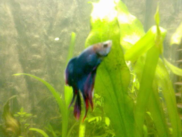 betta3.jpg