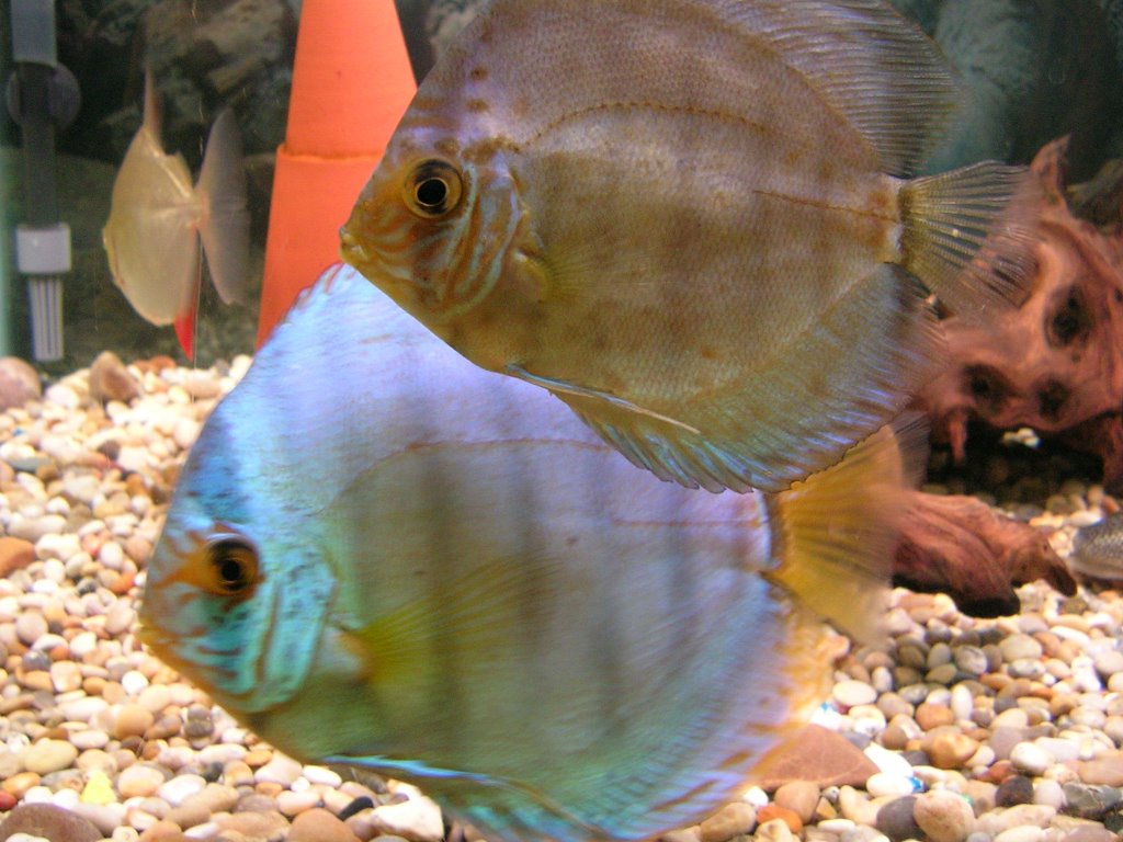 DSCN0531.jpg