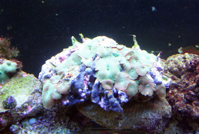 fishtank11thmay2010019.jpg