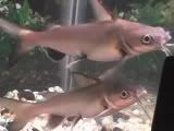 blkfinnedsharks.jpg