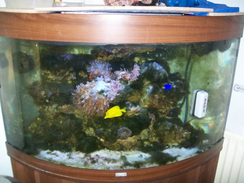 coral011.jpg