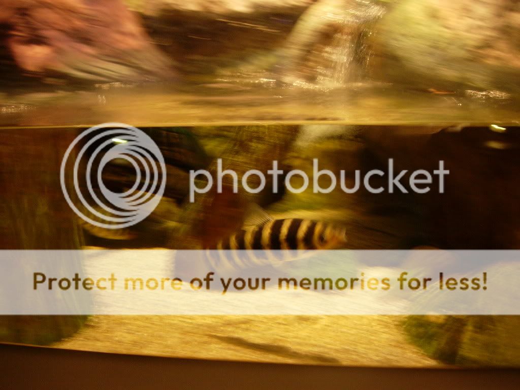 2008083.jpg