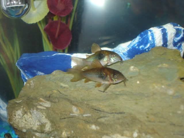 DSC02352.jpg