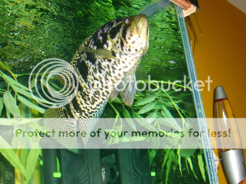 paulasholidayandneilsfishes031.jpg