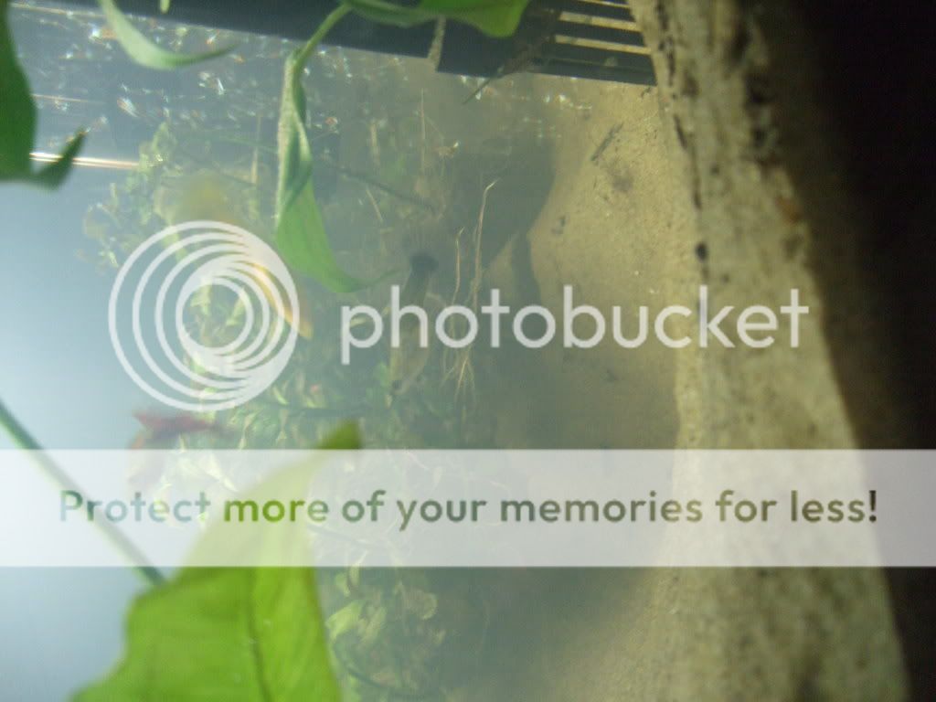 fishupclose.jpg