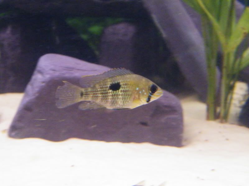 DSCF4274.jpg