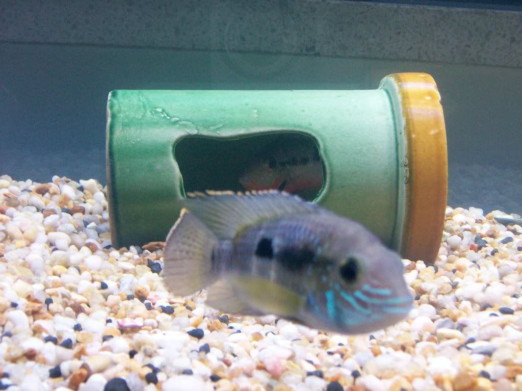 GT-Firemouth.jpg