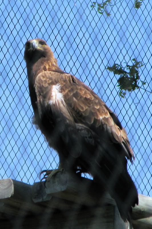 GoldenEagle3.jpg