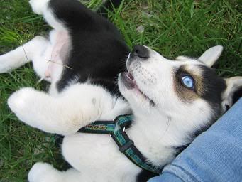 puppy1082.jpg