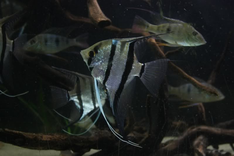 fish3-1.jpg
