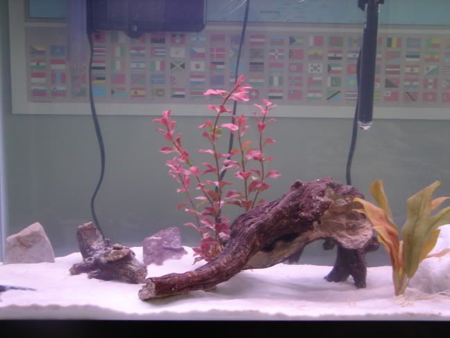 fishtankpics005.jpg