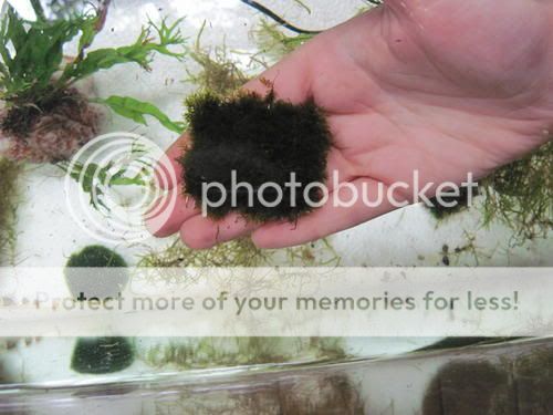 SmallMoss.jpg