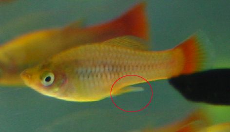 platy_male.jpg