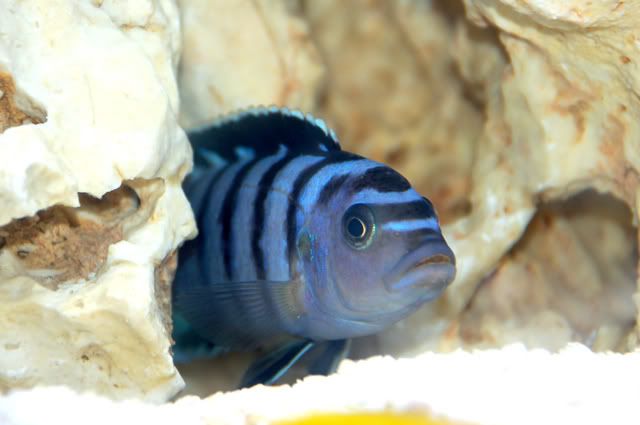 reef3.jpg
