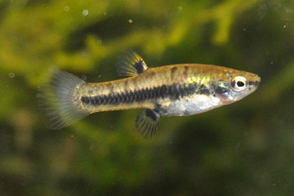 Least_Killifish_Female.jpg