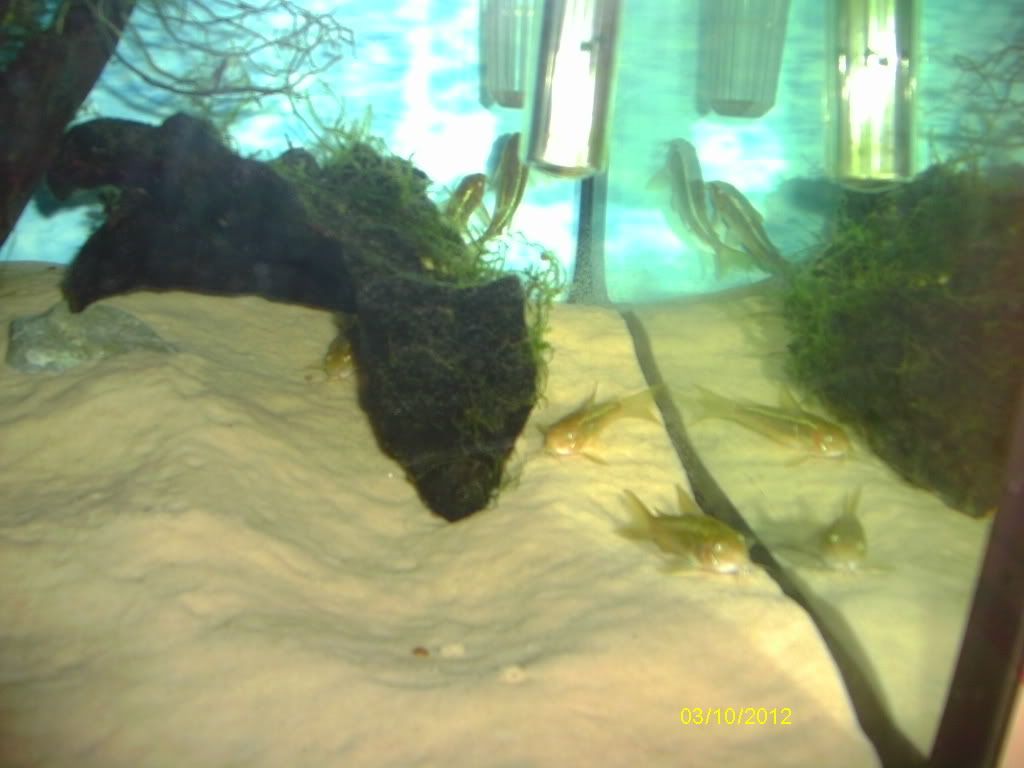 greenlasercories009_zps17cfc3e9.jpg