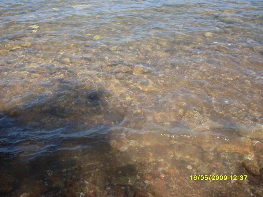 darwin013.jpg