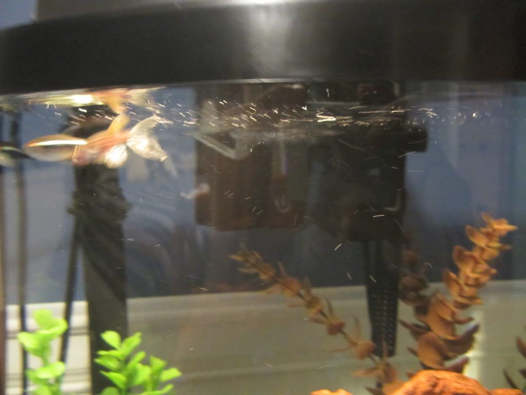 fishpics2007.jpg