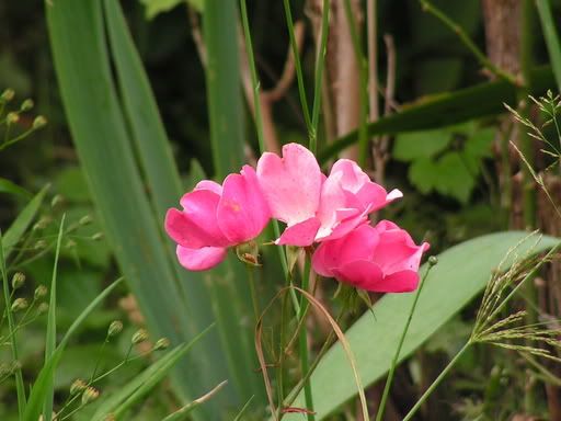babyroses.jpg