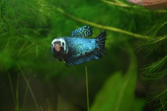 Blue.jpg