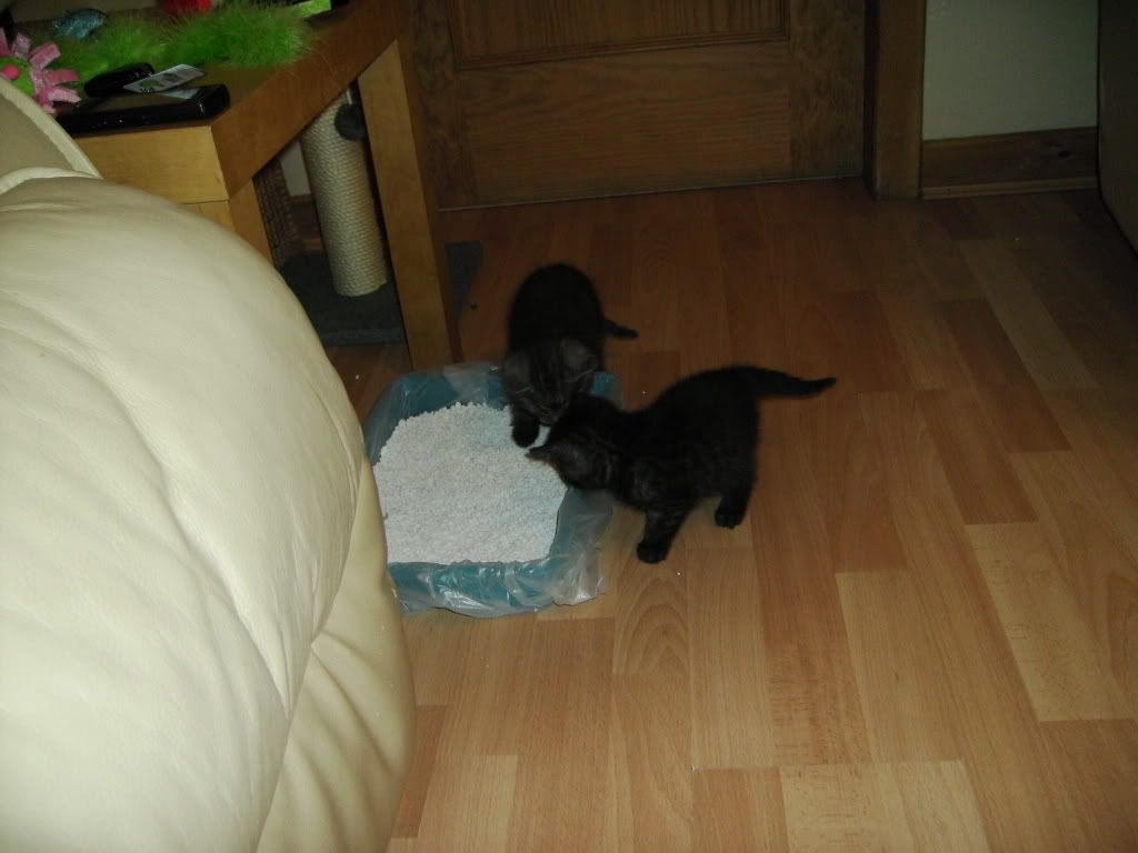 PICT0311.jpg