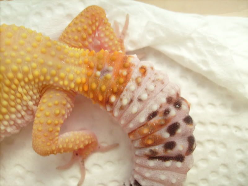 Picsofpetsoctober08092.jpg
