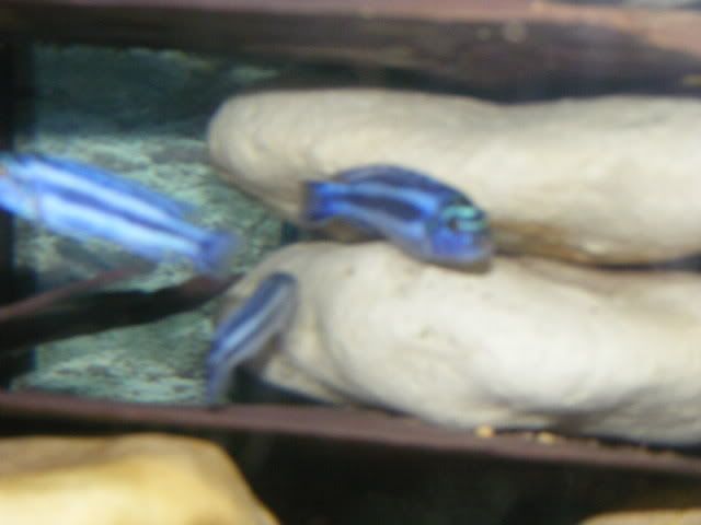 Blueones.jpg