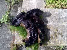 moss2.jpg
