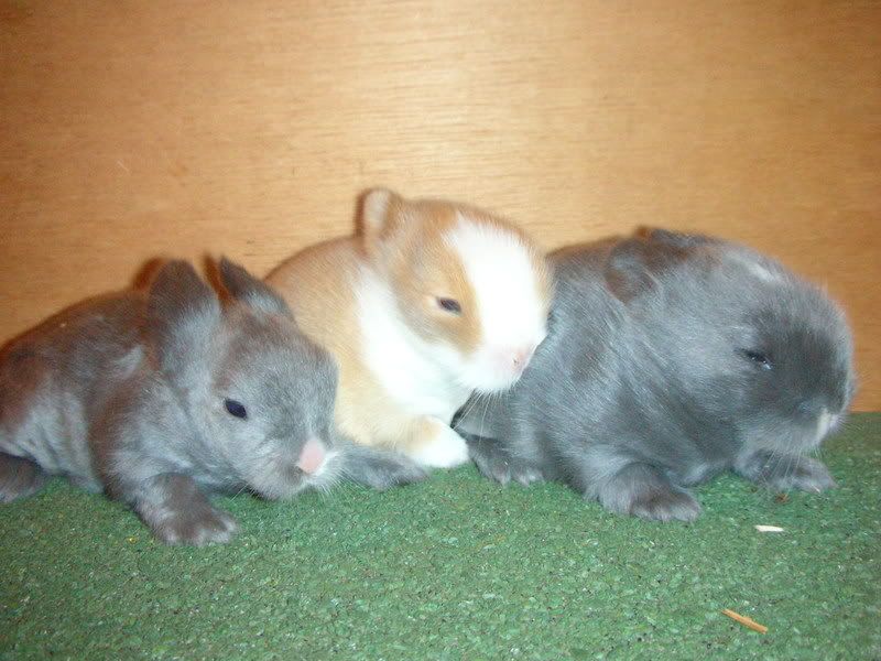 babies07052.jpg