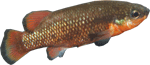 characodon.gif
