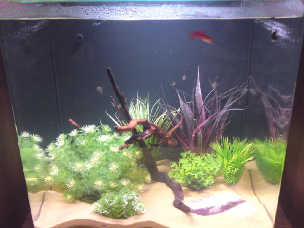 Newtank009.jpg
