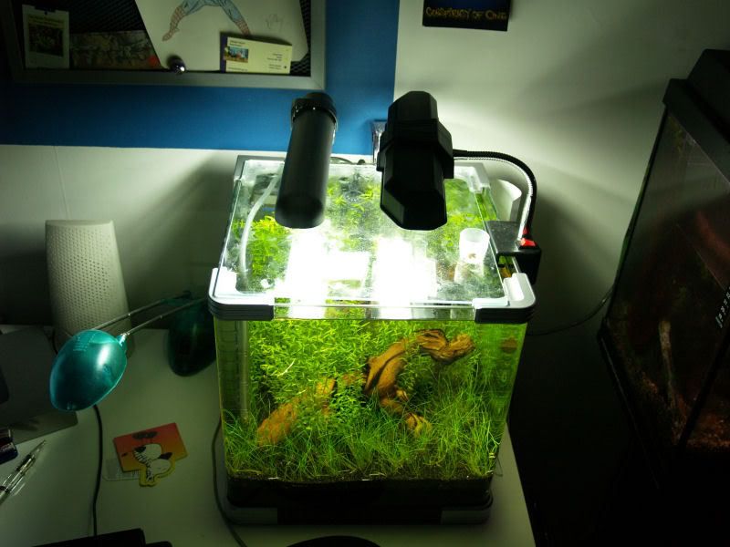 Fishcube40.jpg