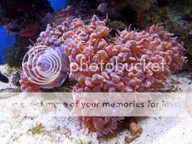 2009_0714Reef0071a.jpg